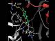 Analisi in silico della interazione di 4,6,4'-trimetilangelicina (TMA) con NF-kB