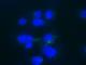 Human Hep3B cells stained with nuclear Hoechst dye and treated with a compound bringing fluorescent emitting molecule.